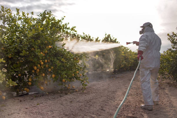 Best Insect Control  in Bithlo, FL